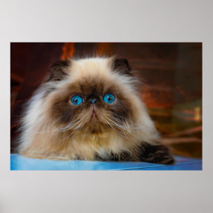 Affiche Cutest Baby Animals   Himalayan Cat
