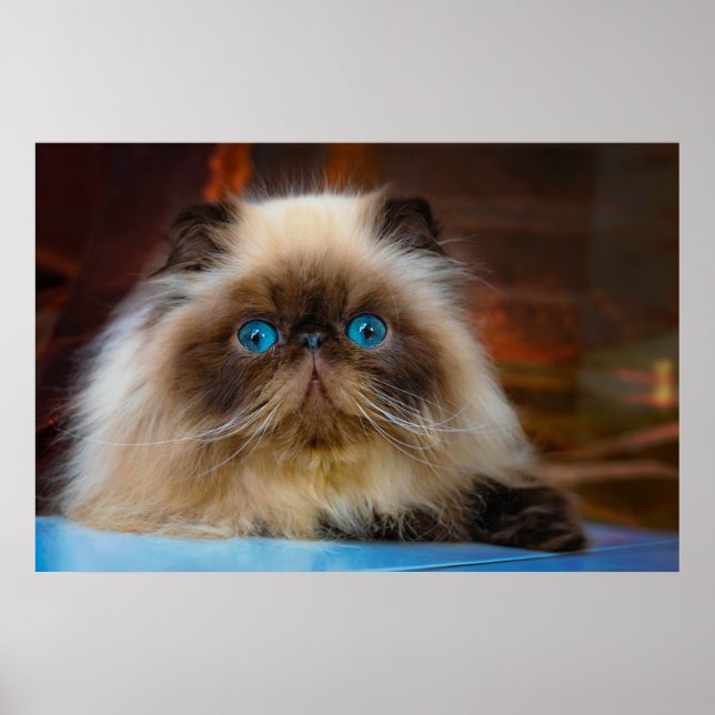 Affiche Cutest Baby Animals | Himalayan Cat (Devant)