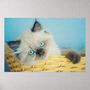 Affiche Cutest Baby Animals   Himalayan Seal Point Cat