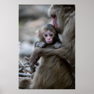 Affiche Cutest Baby Animals Japanese Monkey & Baby