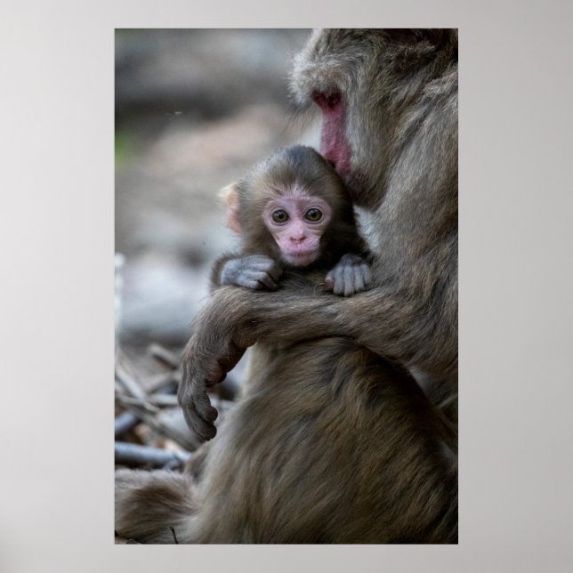 Affiche Cutest Baby Animals | Japanese Monkey & Baby (Devant)