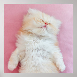 Affiche Cutest Baby Animals   Lovely Kitten Sleeping