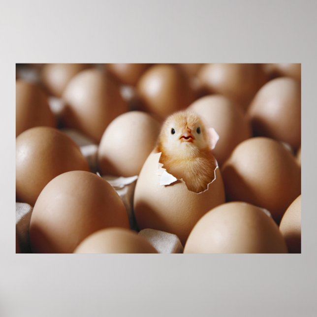 Affiche Cutest Baby Animals | New Baby Chick (Devant)