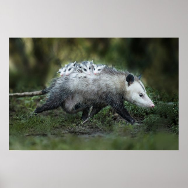 Affiche Cutest Baby Animals | Opossum Mom & Kids (Devant)