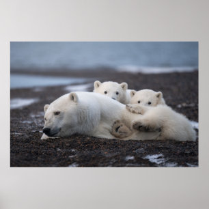Affiche Cutest Baby Animals   Polar Bear Family Alaska