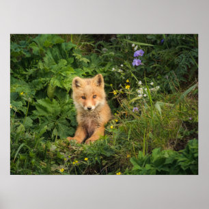 Affiche Cutest Baby Animals   Red Fox at Umnak Alaska