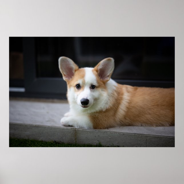 Affiche Cutest Baby Animals | Relaxing Corgi Puppy (Devant)
