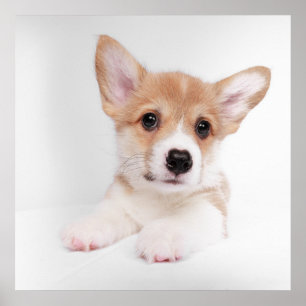 Affiche Cutest Baby Animals   Sweet Baby Corgi