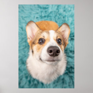 Affiche Cutest Baby Animals Sweet Corgi Puppy Face