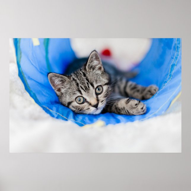 Affiche Cutest Baby Animals | Tabby Kitten in Play Tunnel (Devant)
