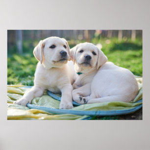 Affiche Cutest Baby Animals   Yellow Labrador Retrievers