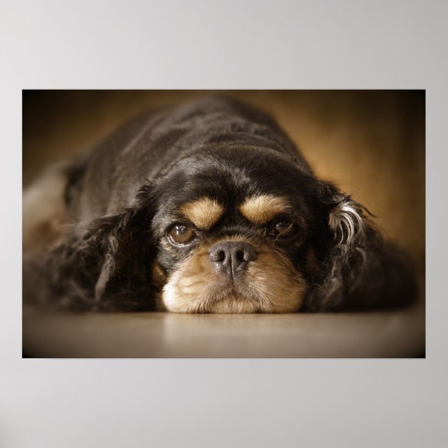 Affiche Cutie Cav ! (Devant)