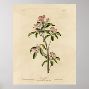 Affiche Cuvier's Kinglet (Cuvier's Regulus) Audubon Birds