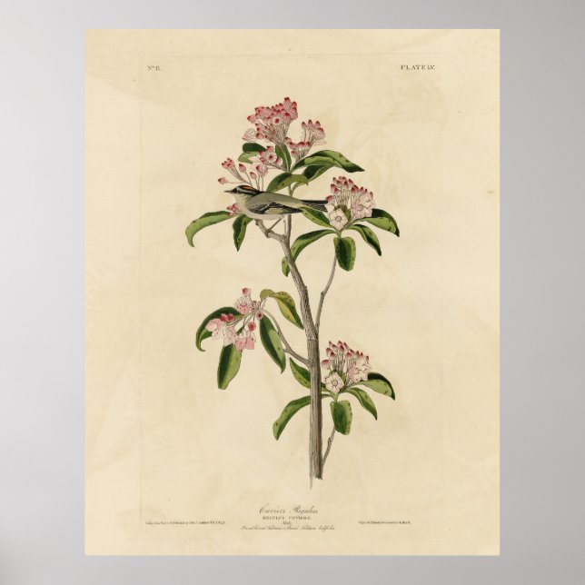 Affiche Cuvier's Kinglet (Cuvier's Regulus) Audubon Birds (Devant)