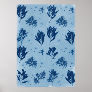 Affiche Cyanotype de algues pressées bleues motif côtier