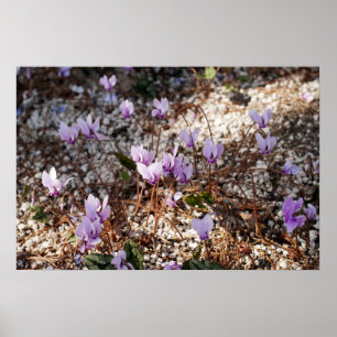 Affiche Cyclamen