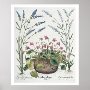 Affiche Cyclamen et lavande : 1.Cyclamen Romanum; 2.Spica