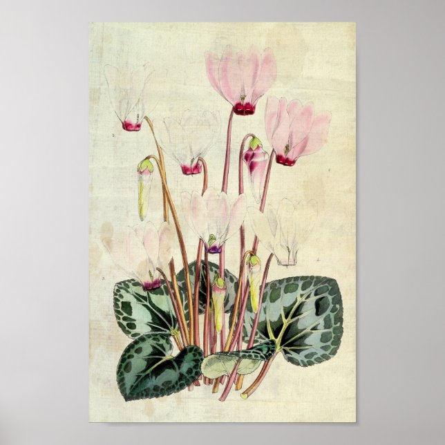 Affiche Cyclamen persan botanique vintage (Devant)