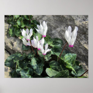 Affiche Cyclamen sauvage
