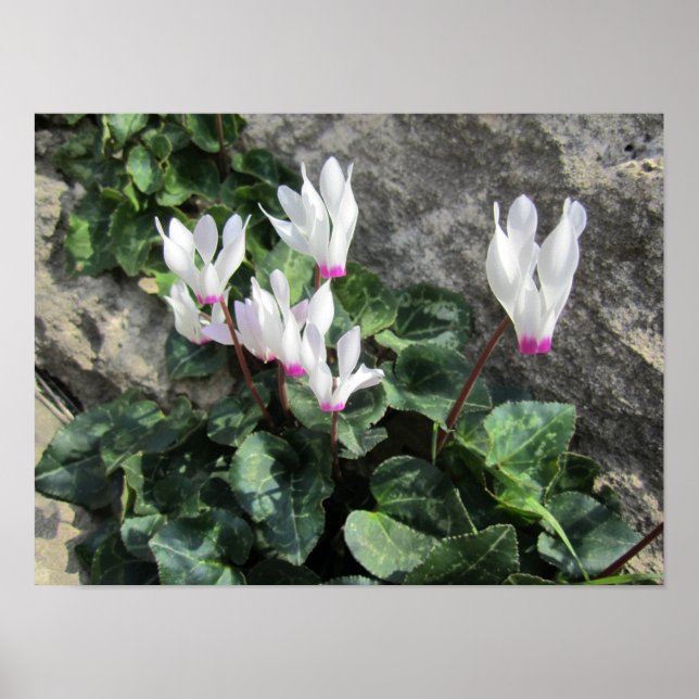 Affiche Cyclamen sauvage (Devant)