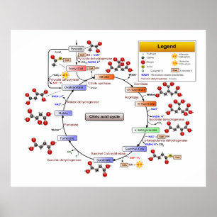 Affiche Cycle Citrique Acide, Cycle TCA, Diagramme de cycl