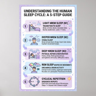 Affiche Cycle de sommeil humain : Guide infographique en 5