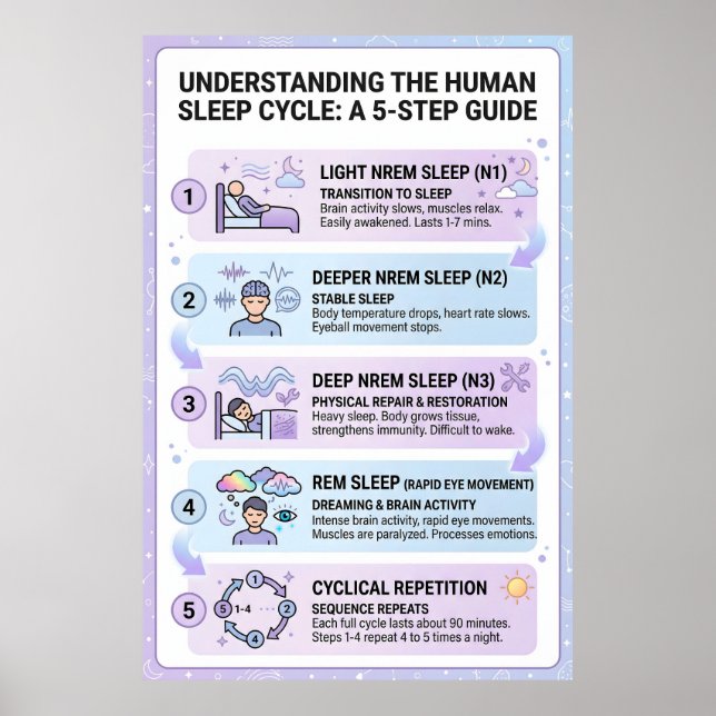 Affiche Cycle de sommeil humain : Guide infographique en 5 (Devant)