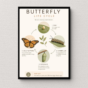 Affiche Cycle de vie du papillon Éducation scientifique