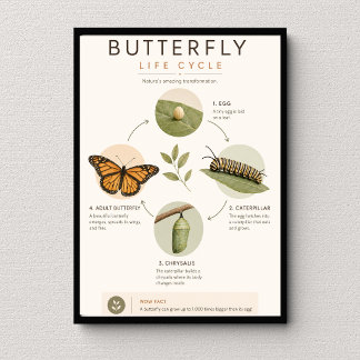 Affiche Cycle de vie du papillon Éducation scientifique