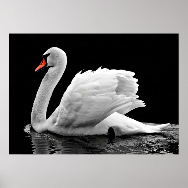 Affiche Cygne (Devant)