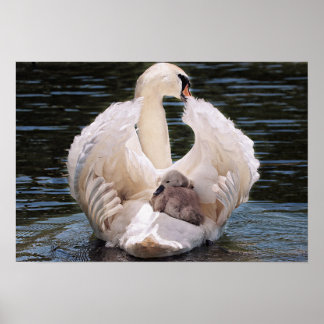 Affiche Cygne