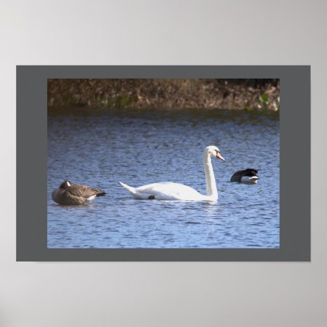 Affiche cygne (Devant)
