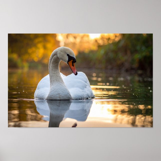 Affiche cygne (Devant)