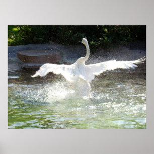 Affiche Cygne