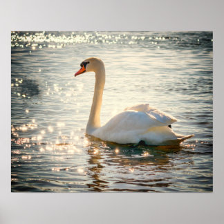 Affiche Cygne