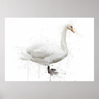 Affiche Cygne