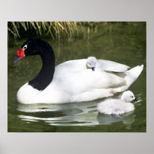 Affiche Cygne à cou noir adulte et cygnets dans l'eau.