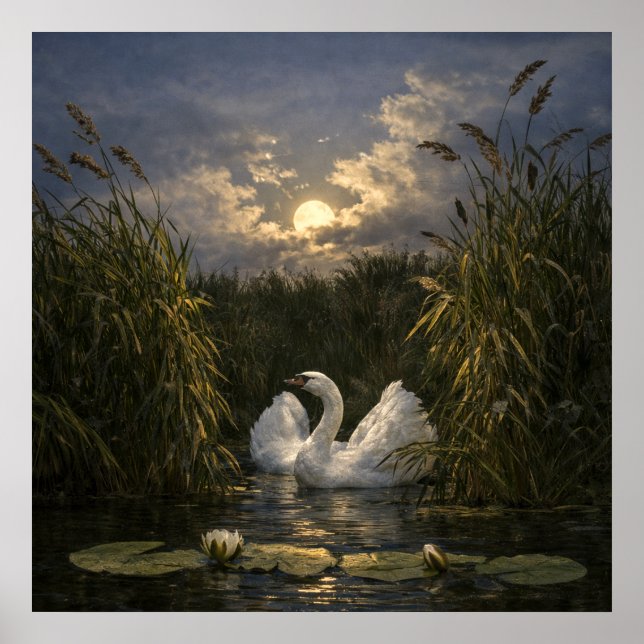 Affiche Cygne au clair de lune (Devant)