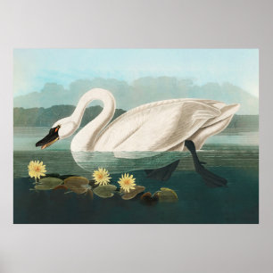 Affiche cygne audubon cygnes d'eau blanche