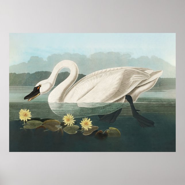 Affiche cygne audubon cygnes d'eau blanche (Devant)