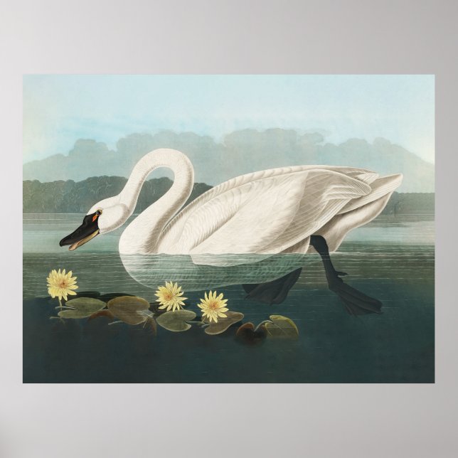 Affiche cygne audubon oiseau cygnes blancs eau (Devant)