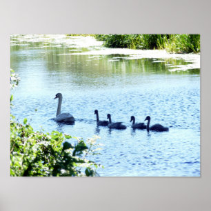 Affiche Cygne Avec Cygnets Sur La Rivière.
