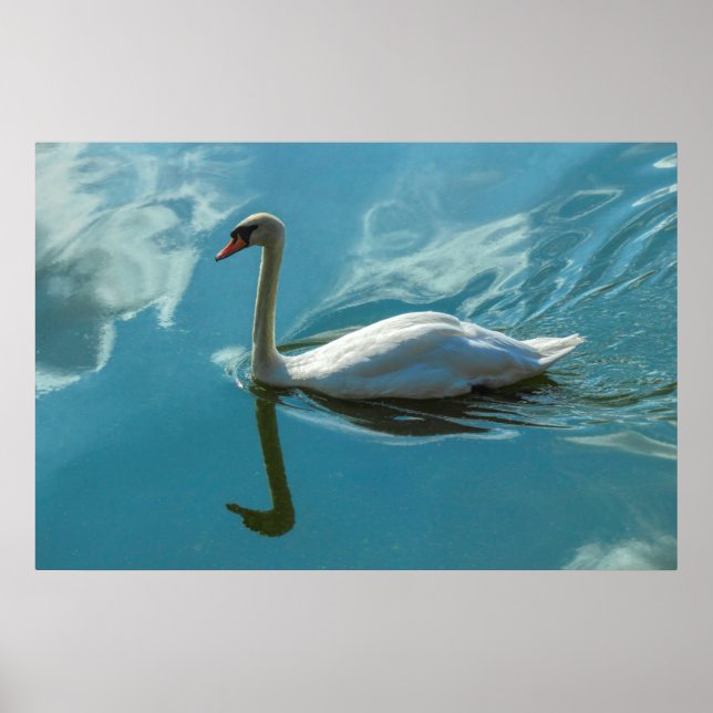 Affiche Cygne avec reflets nuageux (Devant)