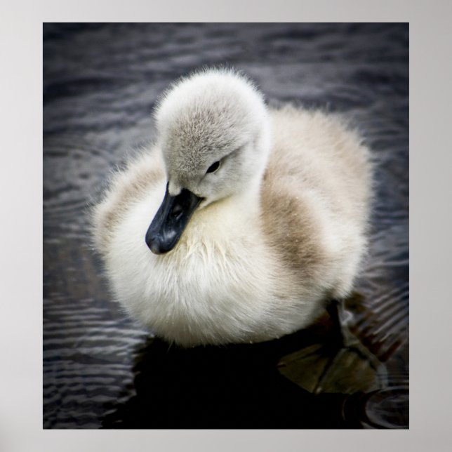 Affiche Cygne bébé | Cygnet (Devant)