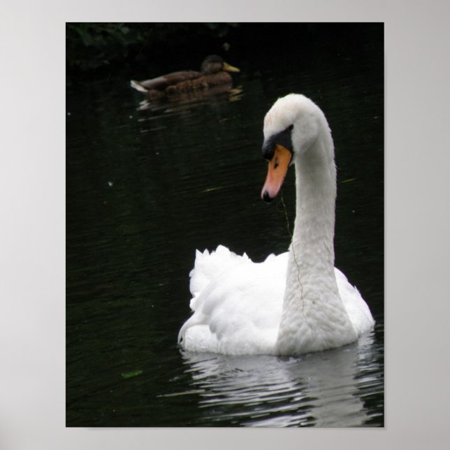 Affiche Cygne Blanc (Devant)