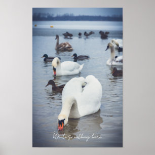 Affiche Cygne blanc