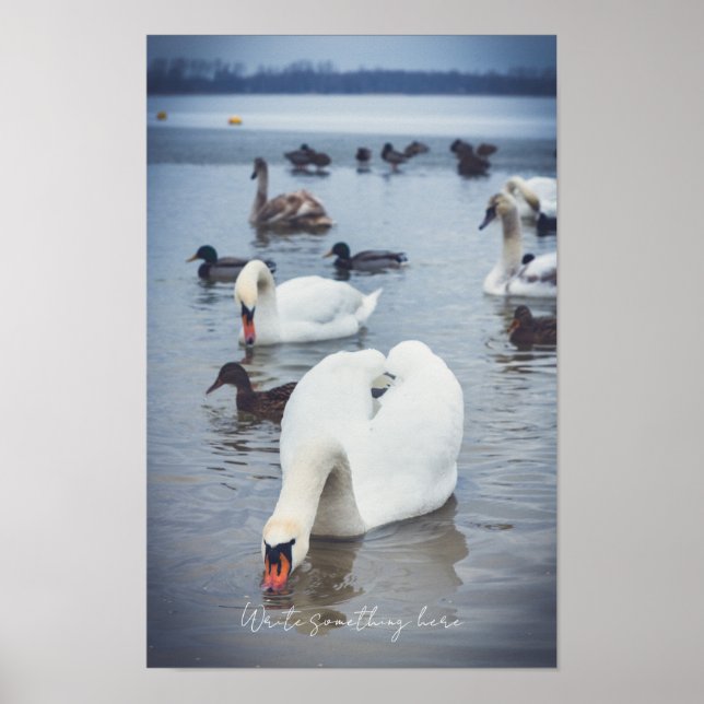 Affiche Cygne blanc  (Devant)