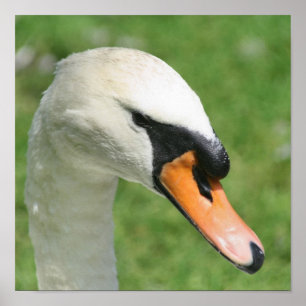 Affiche Cygne blanc majestueux de la nature