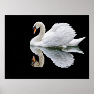 Affiche Cygne blanc sur arrière - plan noir