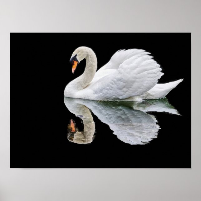 Affiche Cygne blanc sur arrière - plan noir (Devant)